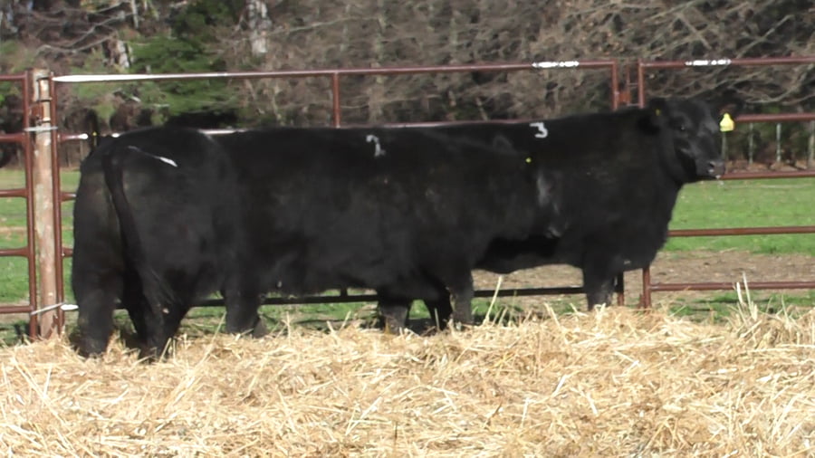 Lote VAQUILLONAS PURAS DE PEDIGREE (c/garantía de preñez o parida)