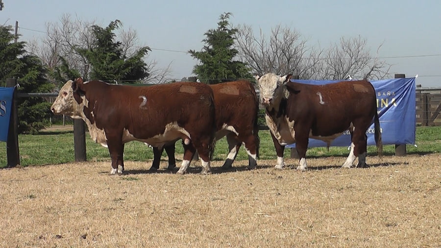 Lote TOROS POLLED HEREFORD PR