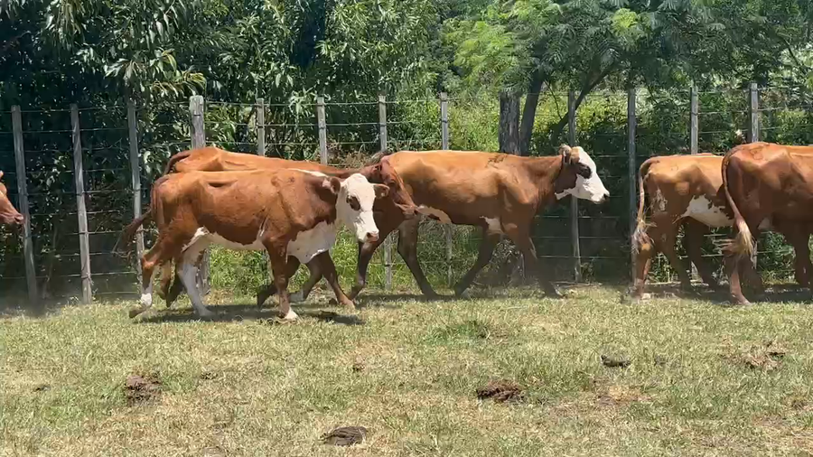 Lote 80 Vaquillonas en Ituzaingó, Corrientes