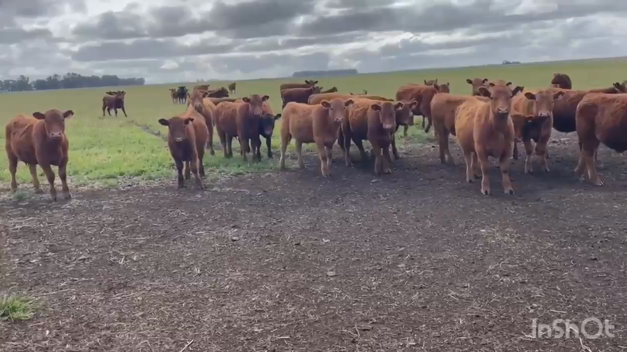 Lote 75 Novillitos