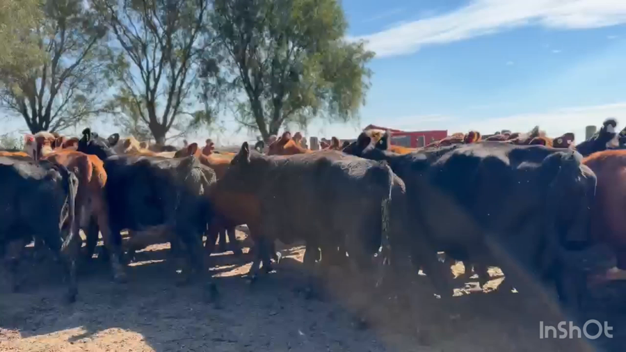 Lote 96 VACA AL CTE MEDIO DIENTE Y CUT