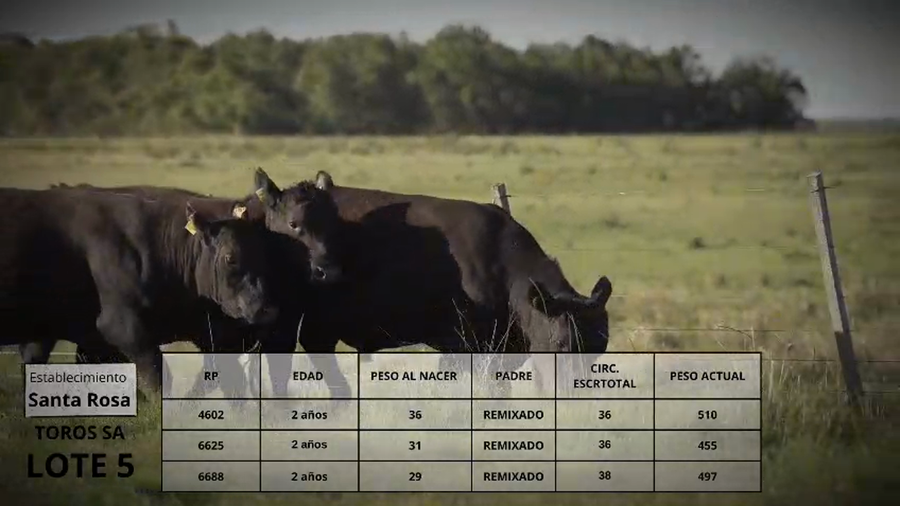 Lote Toros SA Lote 5