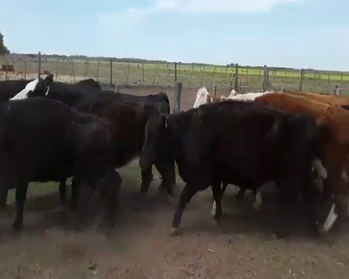 Lote 25 Vacas CUT paridas en Mayor Buratovich, Buenos Aires