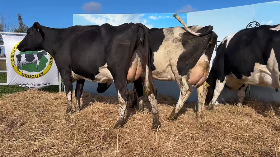 Lote VACAS PARIDAS CABAÑA MANGADO