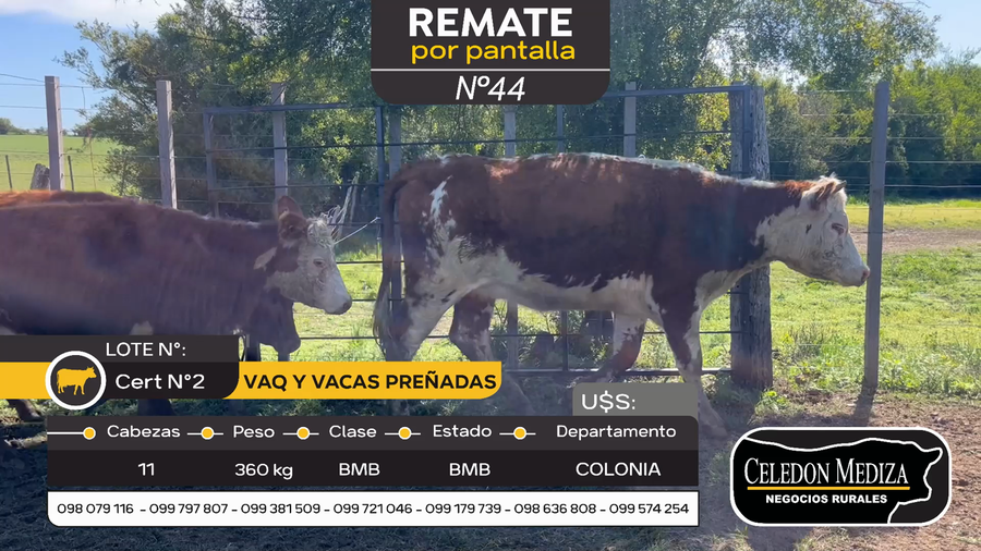 Lote 11 Vaquillonas Vacas Preñadas en Carmelo, Colonia