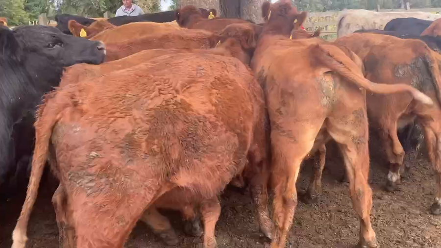 Lote 40 Novillo Engorda en Frutillar, X Región Los Lagos