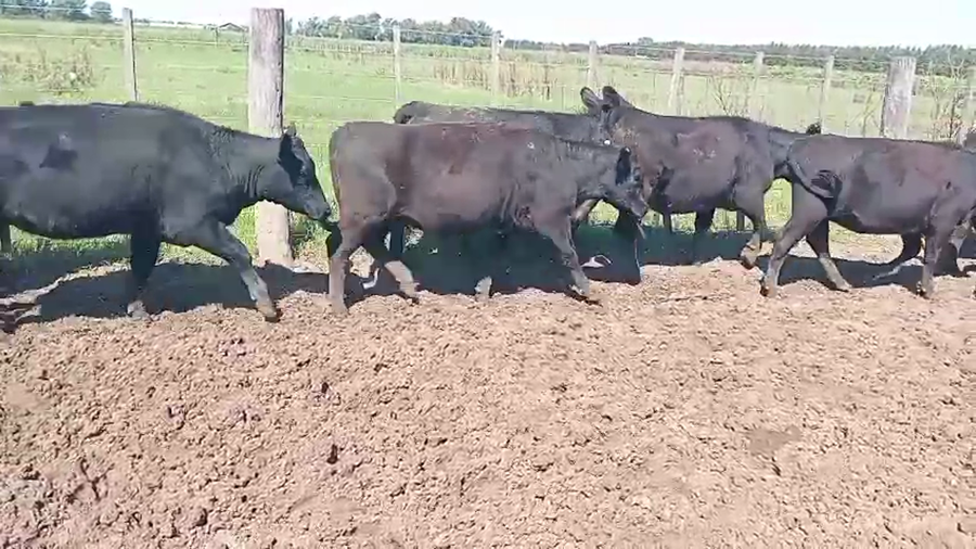 Lote 40 Vaquillonas en Brandsen