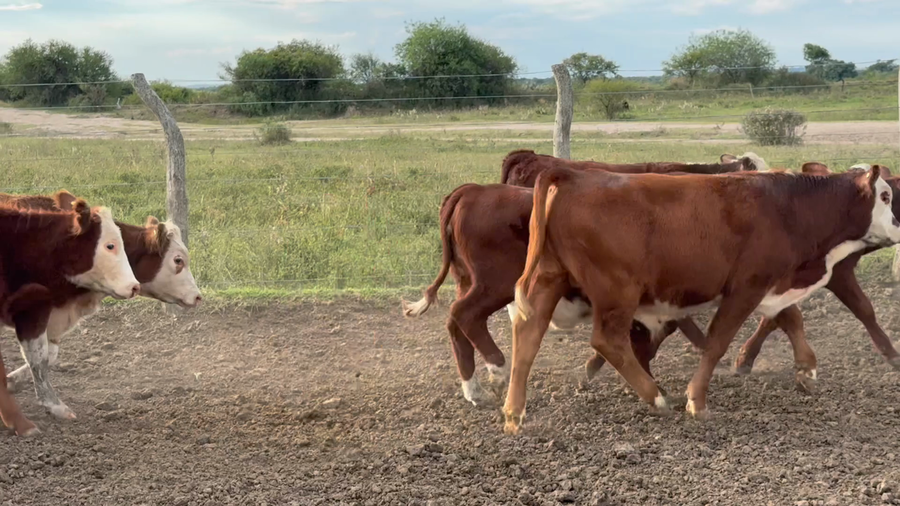 Lote 145 Terneros/as