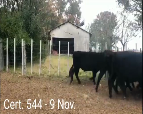 Lote (Vendido)9 Novillos 1RA - 1TAHE - 1AA/ HO - 6AA a remate en Remate virtual de Coco Morales & Asoc. 364kg -  en RUTA 3 KM236 A 60KM DE TRINIDAD Y 3KM DE ANDRESITO