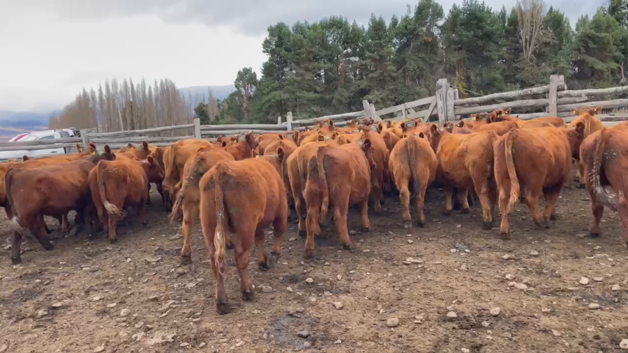 Lote 55 Novillo Engorda en Coyhaique, XI Región Aysén