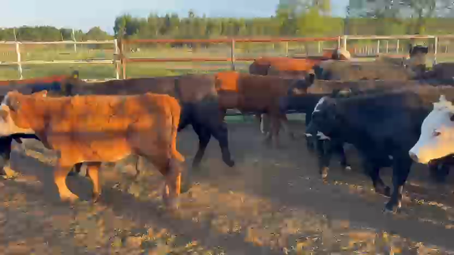 Lote 120 Terneros/as