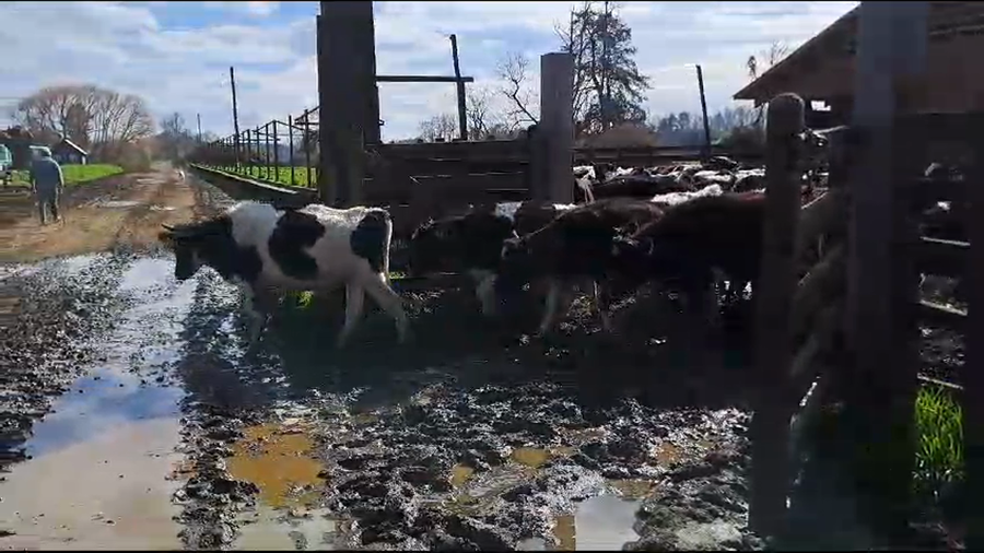 Lote 69 Ternero en Freire, IX Región Araucanía