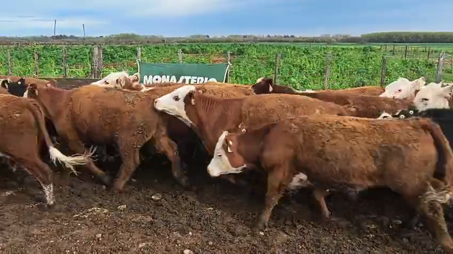 Lote 120 Novillitos en Buenos Aires, Coronel Suarez
