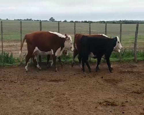 Lote (Vendido)4 Vaquillonas Vacas Preñadas HO, Colonia