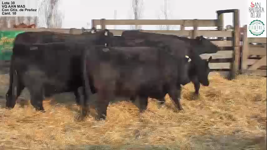Lote """SAN BAUTISTA DEL SUR"" VAQUILLONAS MADRES ANGUS SELECCIONADAS CON GARANTÍA DE PREÑEZ"