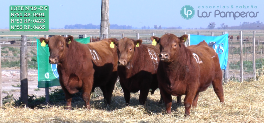 Lote TOROS PUROS CONTROLADOS