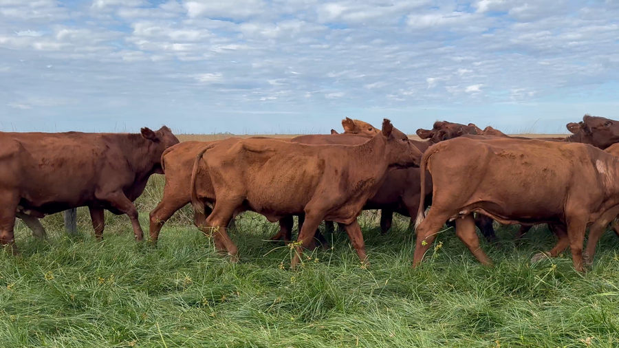 Lote 70 Vacas de invernar