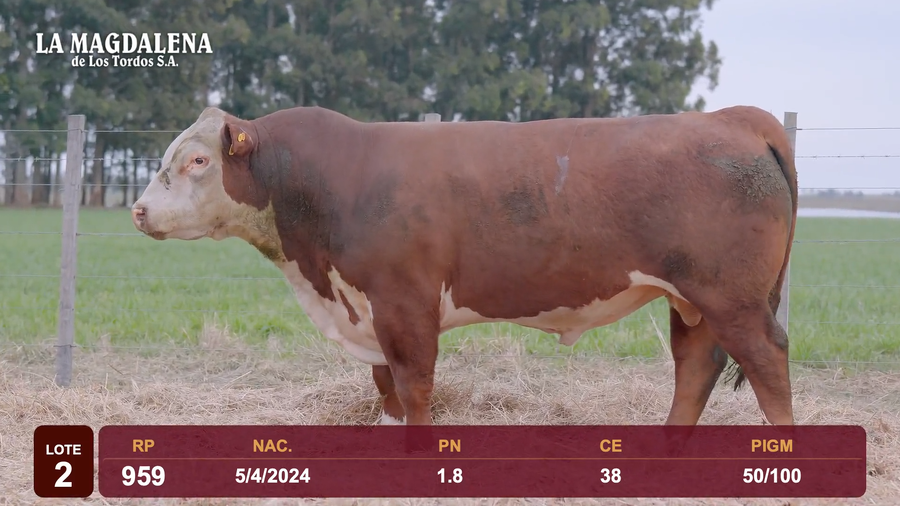 Lote Lote 2 - Hereford