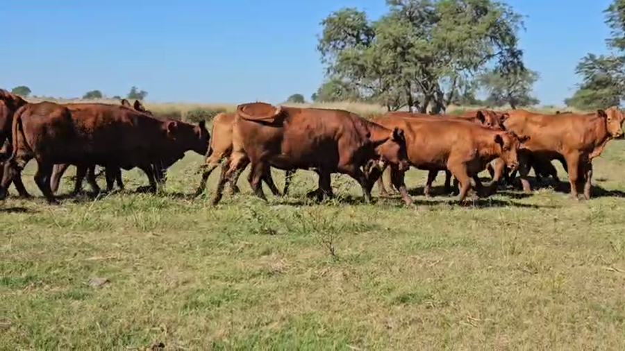 Lote 57 Vaquillonas C/ gtia de preñez en Corrientes, Sauce