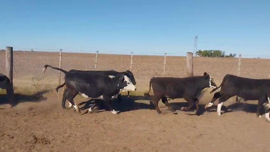Lote 78 Terneros/as Braford y sus cruzas en Videla, Santa Fe