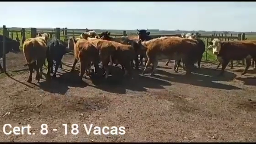 Lote VACAS INVERNADA