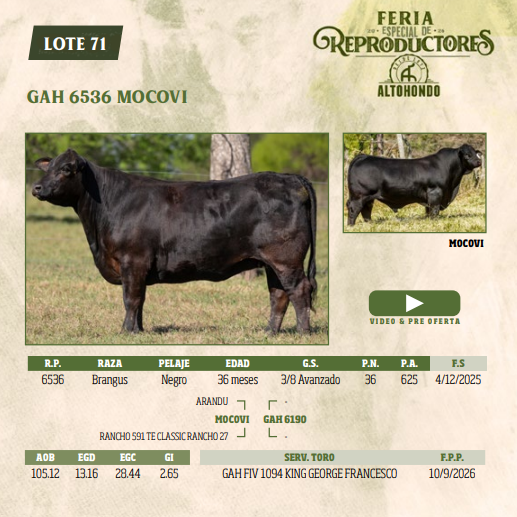 Lote LOTE 71