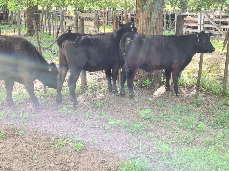 Lote 3 Vaquillonas en Gral. Lamadrid, Buenos Aires