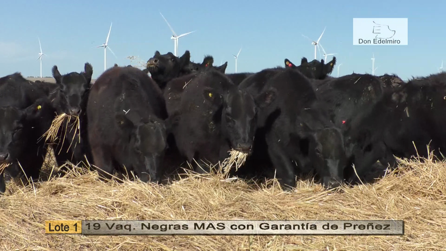 Lote Vaquillonas "Don Edelmiro"