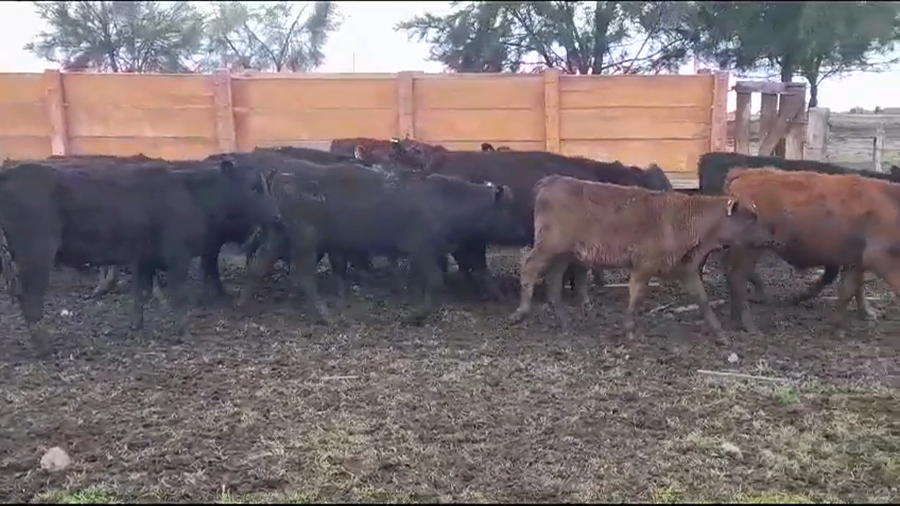 Lote (Vendido)16 Terneros ANGUS a remate en #35 Pantalla Carmelo 195kg -  en CUFRE
