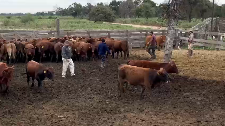 Lote 50 Vaquillonas preñadas