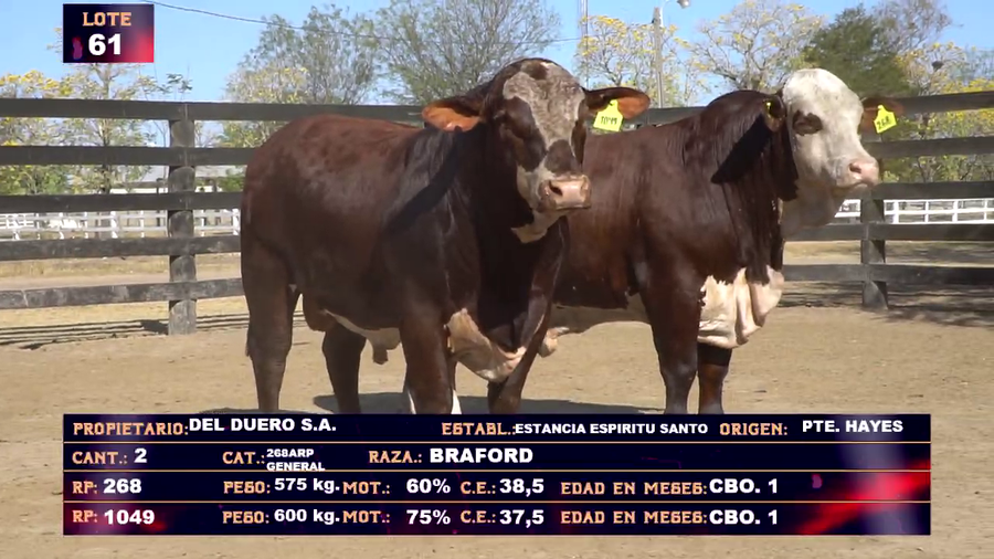 Lote DEL DUERO   SA LOTE 61