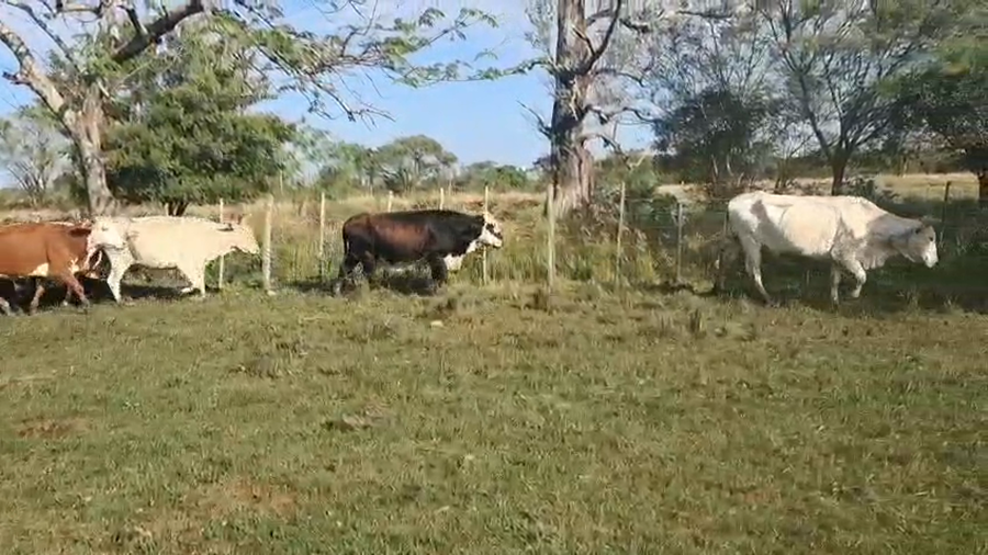 Lote 53 Vacas de invernar en Corrientes, Itatí