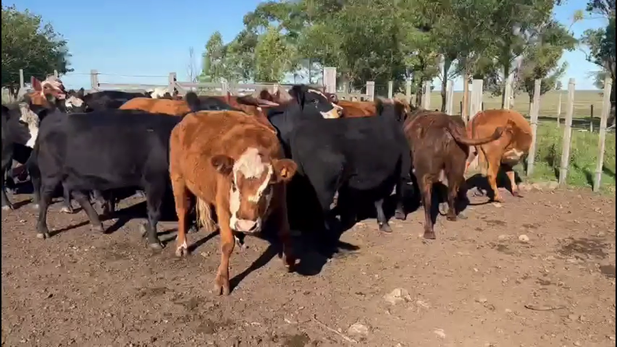 Lote VAQUILLONAS Y VACAS PREÑADAS.