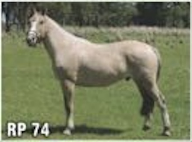 Lote VIUDITA DEL QUEBRACHAL