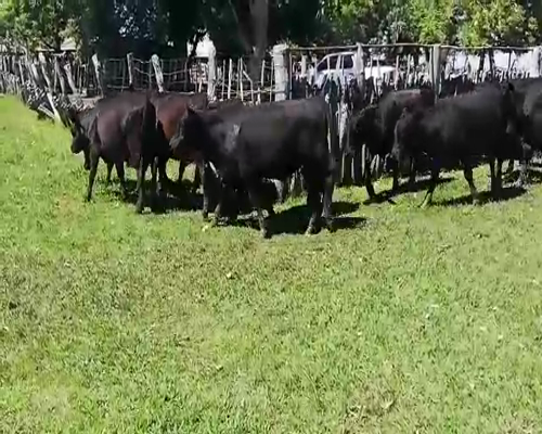 Lote 65 Terneros en Federal, Entre Ríos