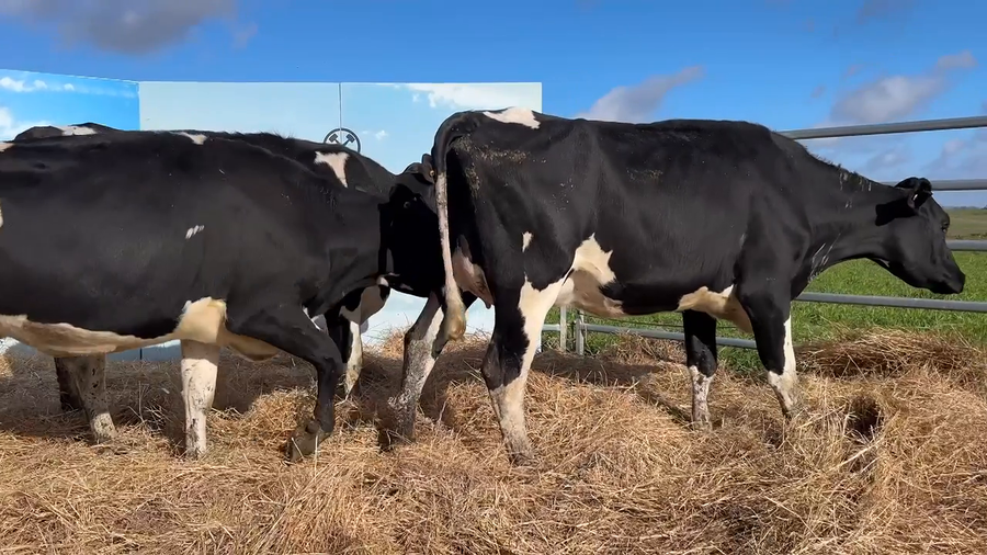 Lote VACAS PARIDAS CABAÑA MANGADO