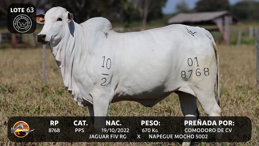 Lote LOTE 63