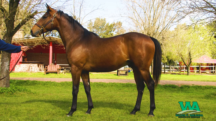 Lote CARTERAZO