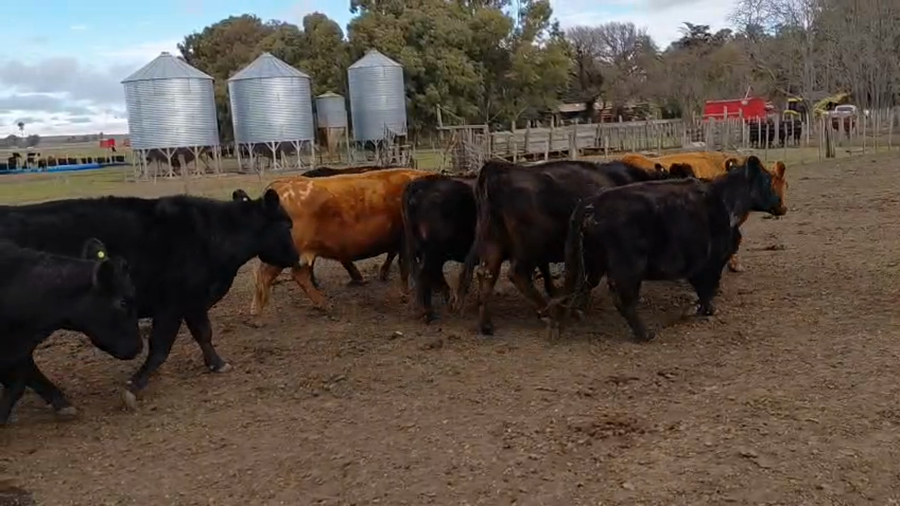 Lote 57 Vacas CUT preñadas en Buenos Aires, Chillar