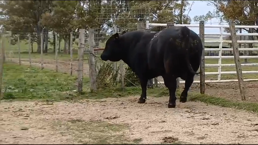 Lote TORO PI - RP 588