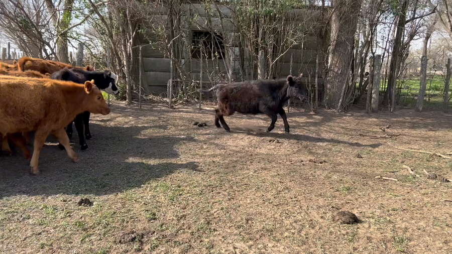 Lote Terneros/as en 9 de Julio, Buenos Aires