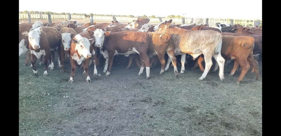 Lote 70 Terneros/as en Villaguay, Entre Ríos
