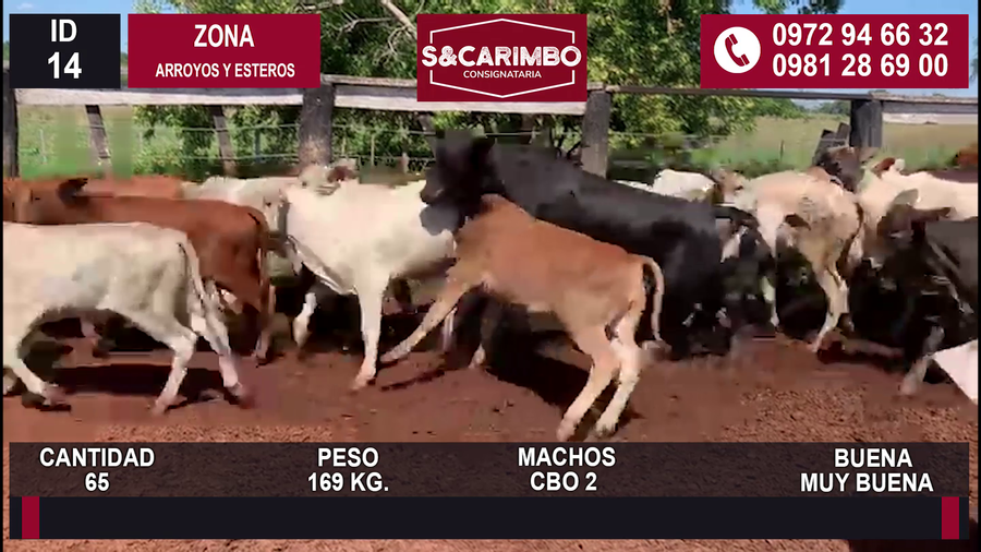 Lote 65 Machos CBO2