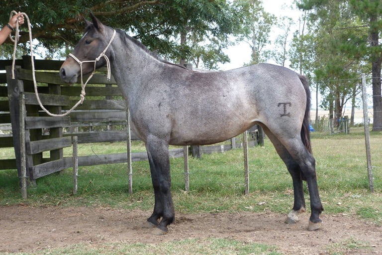 Lote LECHUGA ESCONDIDA