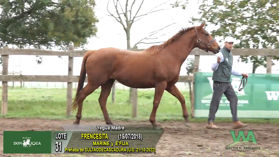 Lote FRANCESITA