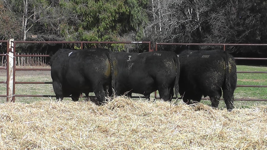 Lote TOROS PUROS DE PEDIGREE