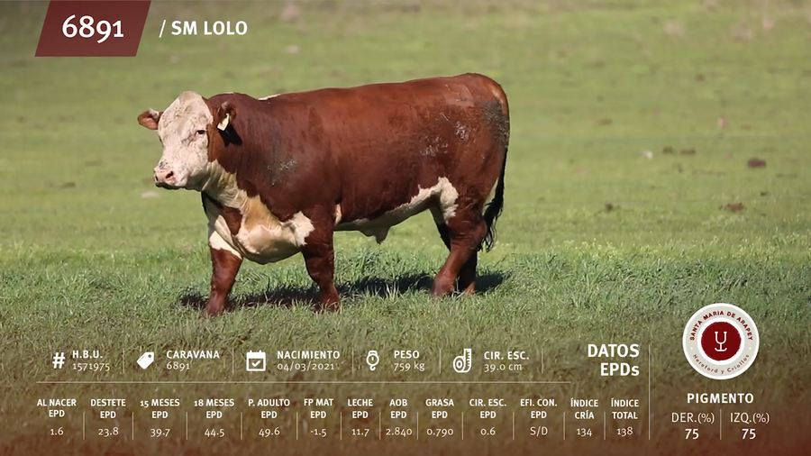 Lote Toros a remate en Remate anual Ñu Porá 2023, Paysandú