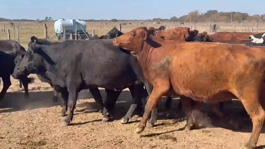 Lote 50 Vacas p/ invernar