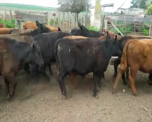 Lote 60 TERNS HEMBRAS, LOBERIA, PCIA. DE BS. AS.