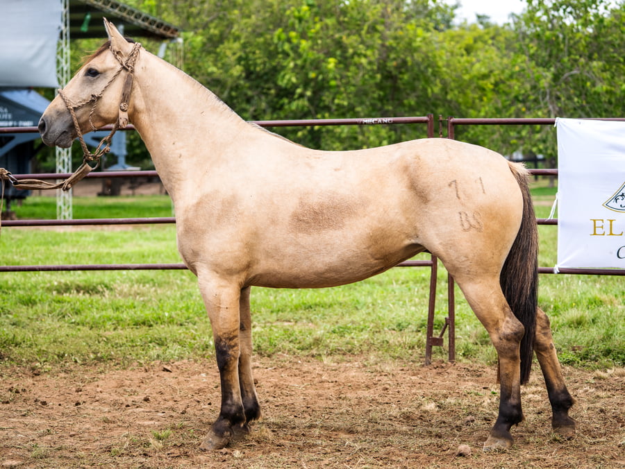 Lote BOZALEJO PALOMA MONTERA